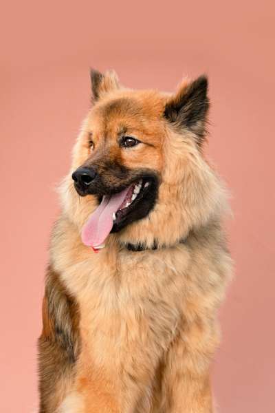 tsuki the eurasier in front of a brown backdrop with tongue out