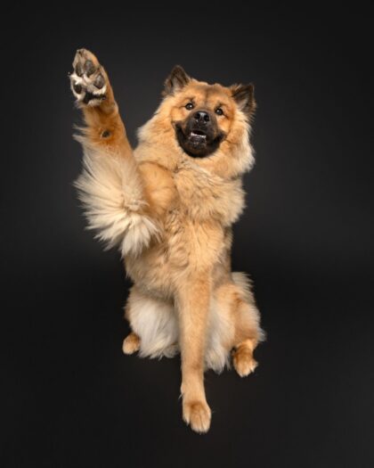 Eurasier dog sitting and doing a high five in front of a black photography backdrop